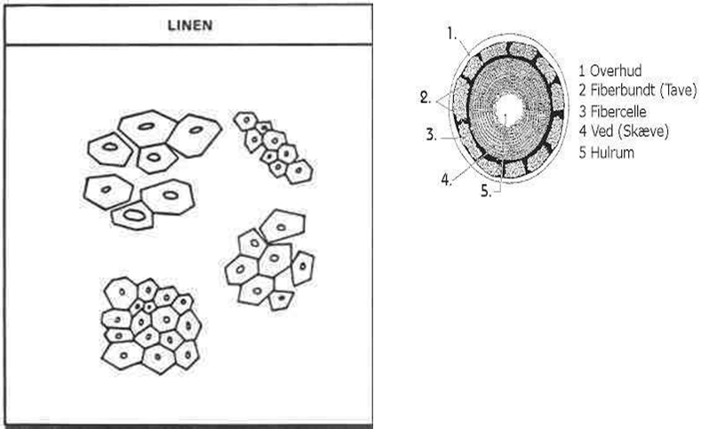 Cross section of Linen