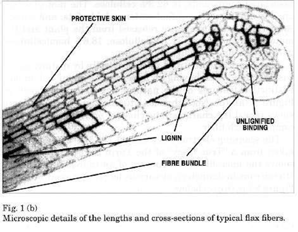 Morphology of Linen