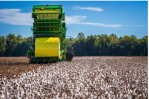 BCI VS Organic Cotton